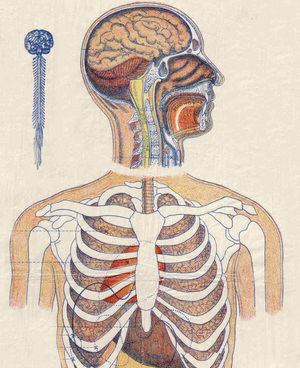 A poster of the inside of the human body